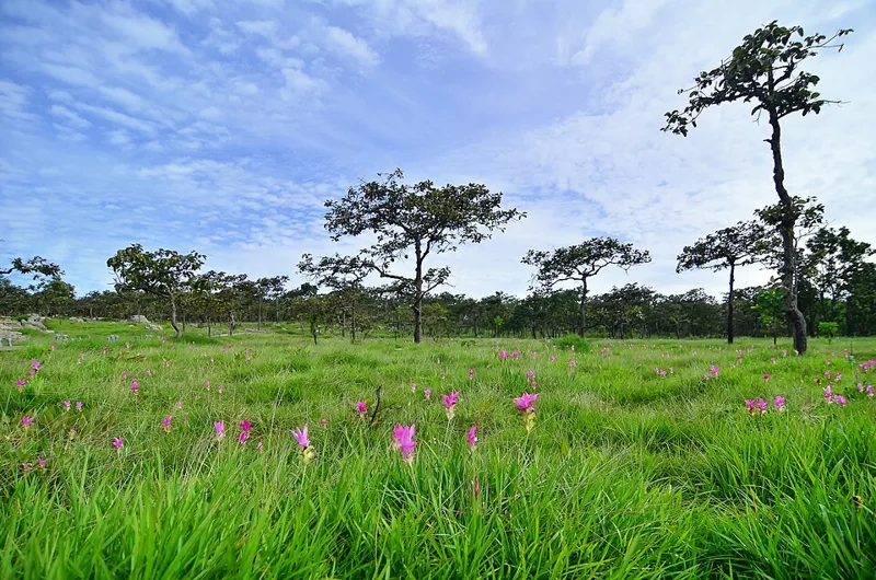 สถานที่ในชัยภูมิ — 1105 - Pa Hin Ngam National Park